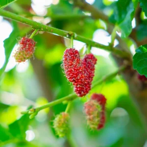 2 Red Mulberry Trees Live Plants 5-9 Inches Tall Sweet Fruit