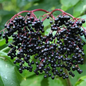 3 Black Elderberry Plants - Indoor Outdoor Garden - 6-12 Inches Tall