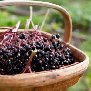 3 Black Elderberry Plants - Indoor Outdoor Garden - 6-12 Inches Tall