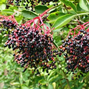 3 Black Elderberry Plants - Indoor Outdoor Garden - 6-12 Inches Tall