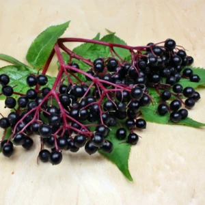 3 Black Elderberry Plants - Indoor Outdoor Garden - 6-12 Inches Tall