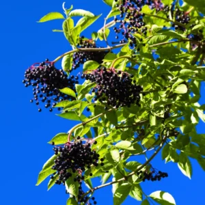 3 Black Elderberry Plants - Indoor Outdoor Garden - 6-12 Inches Tall