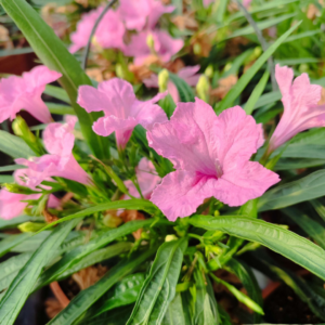 Alternative view of Mexican Petunia Live Plants, Outdoor Ready, 4-7 Inch, Vibrant Blooms