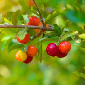 Acerola Cherry Plant Live - Barbados Cherry Tree 4-6 Inch Indoor Outdoor