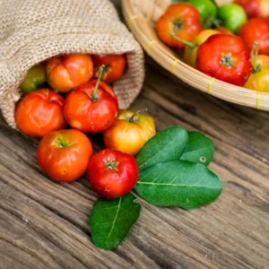 Acerola Cherry Plant Live - Barbados Cherry Tree 4-6 Inch Indoor Outdoor