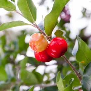 Acerola Cherry Plant Live - Barbados Cherry Tree 4-6 Inch Indoor Outdoor