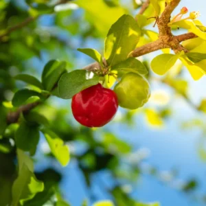 Acerola Cherry Plant Live - Barbados Cherry Tree 4-6 Inch Indoor Outdoor