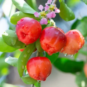 Acerola Cherry Tree - Barbados Cherry Fruit Plant 2-3 Ft Tall - No Ship CA