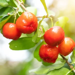 Acerola Cherry Tree - Barbados Cherry Fruit Plant 2-3 Ft Tall - No Ship CA