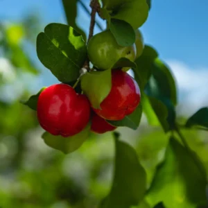 Acerola Cherry Tree - Barbados Cherry Fruit Plant 2-3 Ft Tall - No Ship CA