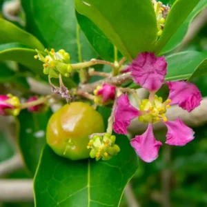 Acerola Cherry Tree - Barbados Cherry Fruit Plant 2-3 Ft Tall - No Ship CA