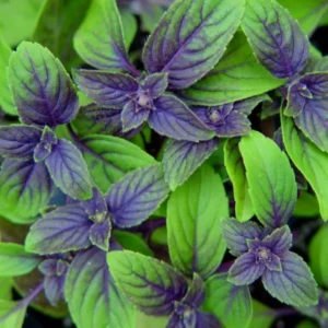 African Blue Basil Plants - 2 Live Plants - 4-6 Inches Tall - Herb Garden Essential