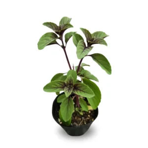 African Blue Basil Plants - 2 Live Plants - 4-6 Inches Tall - Herb Garden Essential