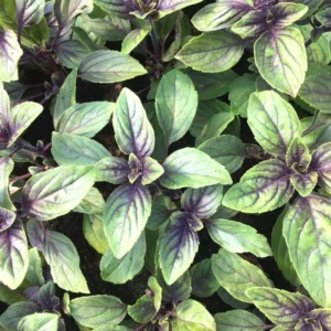 African Blue Basil Plants - 2 Live Plants - 4-6 Inches Tall - Herb Garden Essential