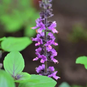 African Blue Basil Plants - 2 Live Plants - 4-6 Inches Tall - Herb Garden Essential