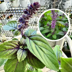 African Blue Basil Plants - 2 Live Plants - 4-6 Inches Tall - Herb Garden Essential