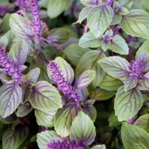 African Blue Basil Plants - 4 Live Herb Plants 3-7 Inches Tall Indoor/Outdoor