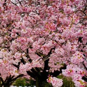 Akebono Cherry Blossom Tree - 8-10 Inch Potted Flowering Tree