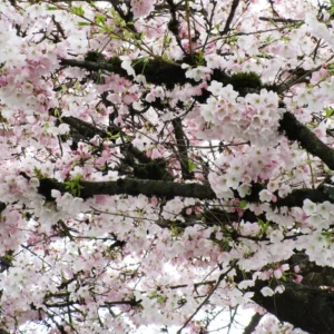 Akebono Cherry Blossom Tree - 8-10 Inch Potted Flowering Tree