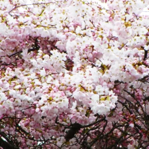 Akebono Cherry Blossom Tree - 8-10 Inch Potted Flowering Tree