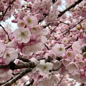 Akebono Cherry Blossom Tree - 8-10 Inch Potted Flowering Tree