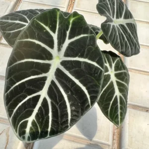 Alocasia Black Velvet Live Plant - 2 Pack Rare Indoor Houseplant No Pot