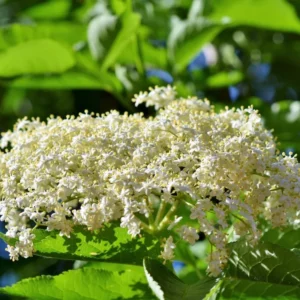 American Elderberry Plant Live Black Elderberry Bush Shrub 7-11 Inch Height