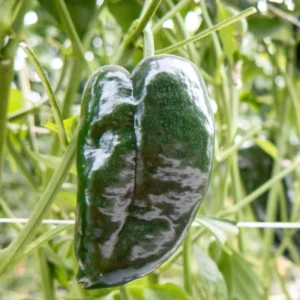 Ancho Poblano Pepper Plant - Vegetable Plant - 2.5 Inch Pot - Garden Ready