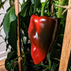 Ancho Poblano Pepper Plant - Vegetable Plant - 2.5 Inch Pot - Garden Ready