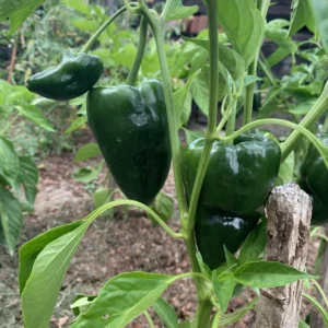 Ancho Poblano Pepper Plant - Vegetable Plant - 2.5 Inch Pot - Garden Ready