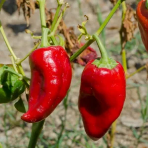 Ancho Poblano Pepper Plant - Vegetable Plant - 2.5 Inch Pot - Garden Ready