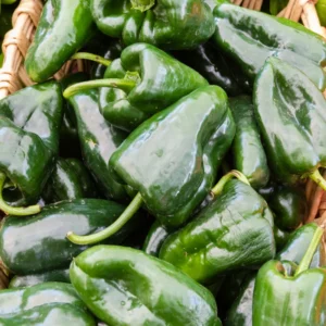 Ancho Poblano Pepper Plant - Vegetable Plant - 2.5 Inch Pot - Garden Ready