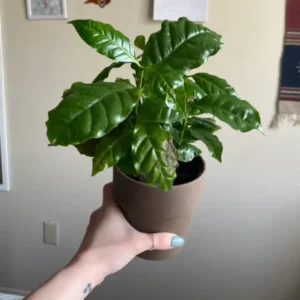 Arabica Coffee Bean Plant 4 Inch Pot - Indoor Coffee Plant Houseplant