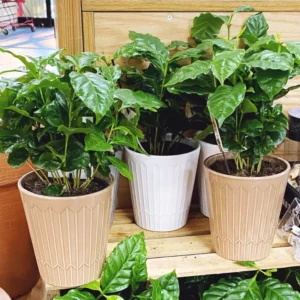 Arabica Coffee Bean Plant 4 Inch Pot - Indoor Coffee Plant Houseplant