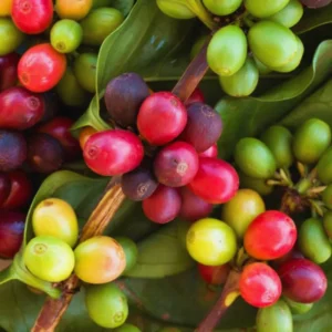 Arabica Coffee Bean Plant 4 Inch Pot - Indoor Coffee Plant Houseplant