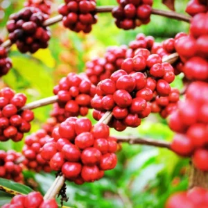 Arabica Coffee Bean Plant 4 Inch Pot - Indoor Coffee Plant Houseplant