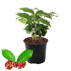 Arabica Coffee Bean Plant 4 Inch Pot - Indoor Coffee Plant Houseplant