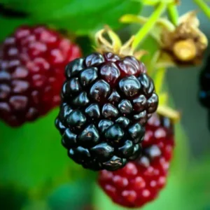 Arapaho Thornless Blackberry Plants - Pack of 4 - High Yield Everbearing