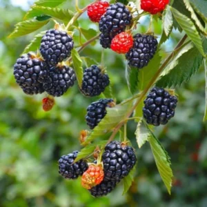 Arapaho Thornless Blackberry Plants - Pack of 4 - High Yield Everbearing