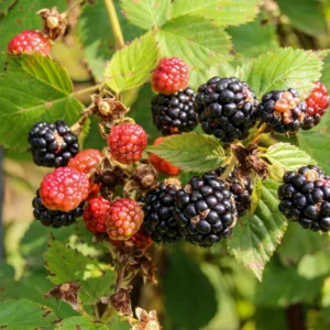 Arapaho Thornless Blackberry Plants - Pack of 4 - High Yield Everbearing