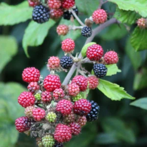 Arapaho Thornless Blackberry Plants - Pack of 4 - High Yield Everbearing