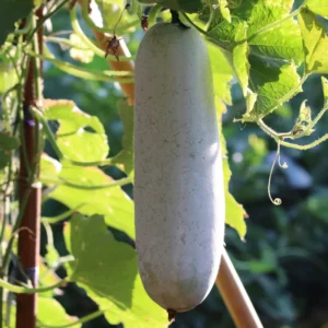 Ash Gourd Plant - Winter Melon Plant - 4 Inch Pot - 4-8 Inch Size