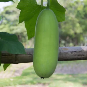 Ash Gourd Plant - Winter Melon Plant - 4 Inch Pot - 4-8 Inch Size