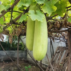 Ash Gourd Plant - Winter Melon Plant - 4 Inch Pot - 4-8 Inch Size