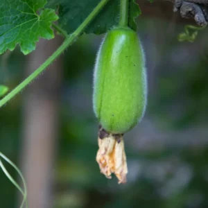 Ash Gourd Plant - Winter Melon Plant - 4 Inch Pot - 4-8 Inch Size