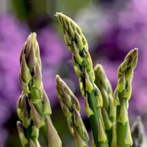 Asparagus Seeds - Green Asparagus Vegetable Seeds for Planting