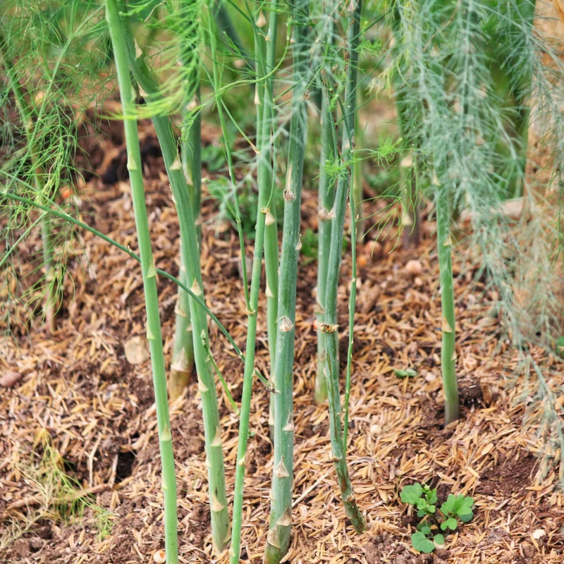Asparagus Seeds - Green Asparagus Vegetable Seeds for Planting