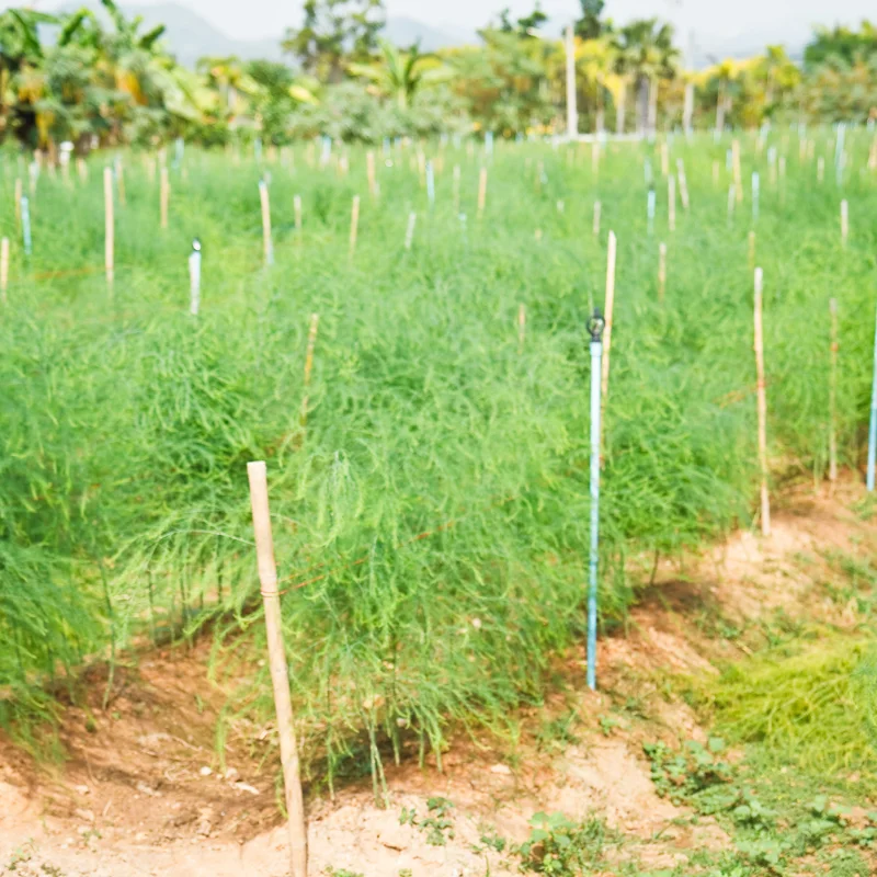 Asparagus Seeds - Green Asparagus Vegetable Seeds for Planting