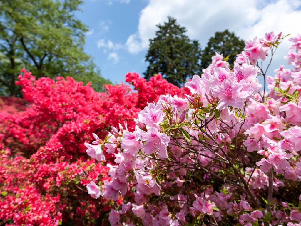 Azalea (Rhododendron species)