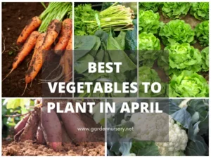 BEST VEGETABLES TO PLANT INAPRIL
